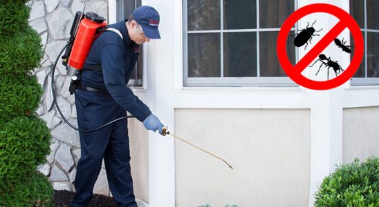 Dinar Uçan Haşere İlaçlama böcek ilaçlama ve haşere kontrolü — ilaclama-tr.com